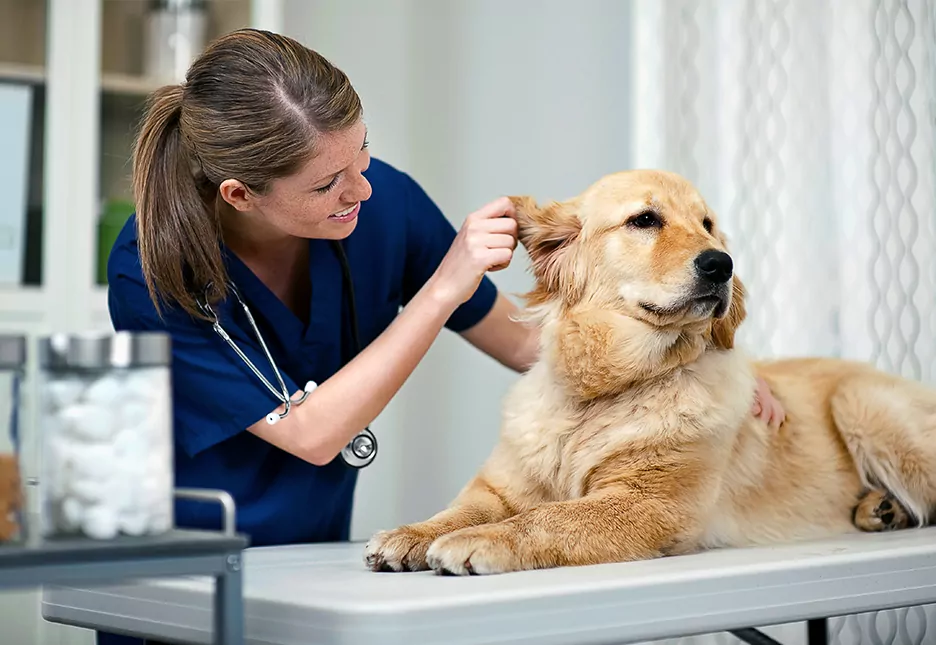 Is an Online Veterinary Technician Program Right for You? Key Considerations