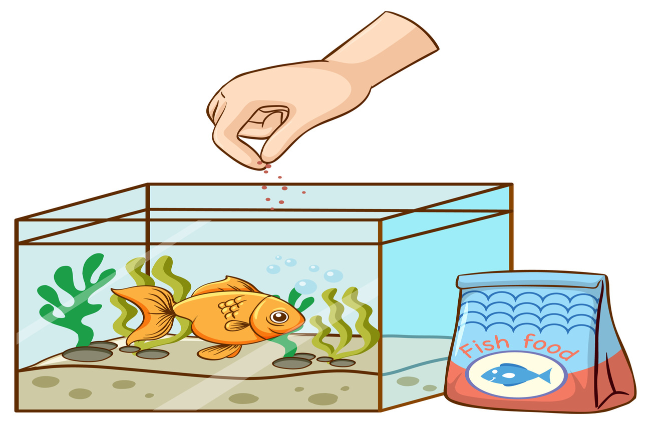 How Often to Feed Goldfish for Optimal Health 