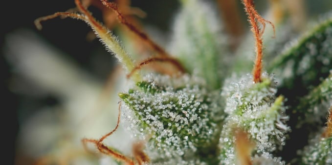 Revolution Dispensary: A Review Of Dispensary Options In Normal, IL